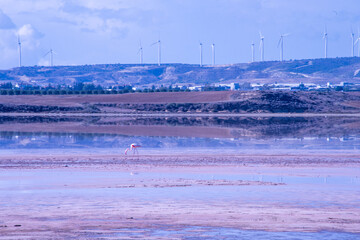 Larnaca, Salt Lake, flamingos, mosque, Hala Sultan Tekke, Cyprus, birds, water, nature, migratory,...