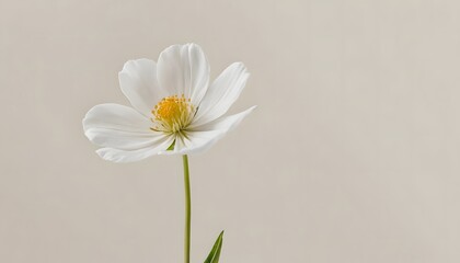 Obraz premium Elegant White Flower Blossom on Beige Background Minimalist Photography Studio Shot