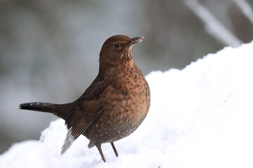 Femal blackbird