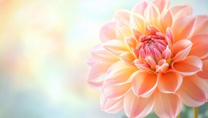 Fototapeta premium Peach Dahlia Flower Closeup Soft Pastel Background