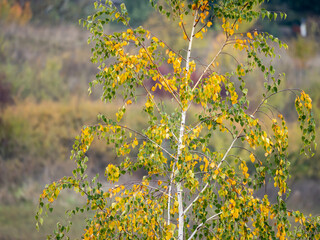 Autumn sunrise over a tree. Dramatic light on fall season tree