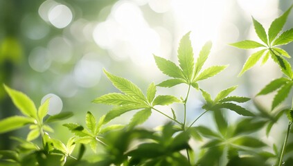 Obraz premium Lush Green Cannabis Leaves Backlit by Sunlight