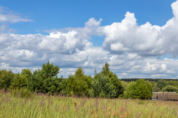 Picturesque forest of green pines, morning in the forest, beautiful forest landscape. Kaluga region, Russia