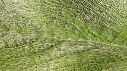 Leaf texture of Stachys Byzantine showcasing intricate patterns in natural greenery