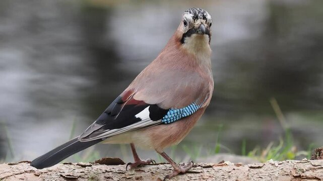 Eichelh&auml;her (Garrulus glandarius)      
