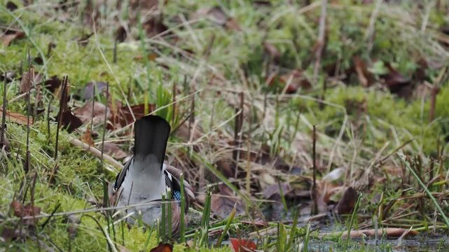 Eichelh&auml;her (Garrulus glandarius)      