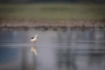 black headed gull