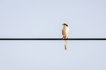 Bird preching on wire