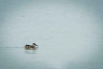 ducks in the lake