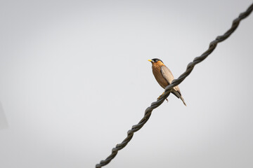 bird on a Wite