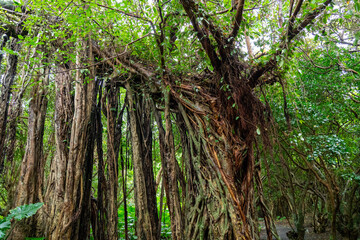 ササクラン（ツバキラン）