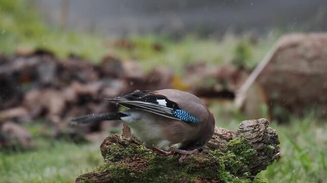 Eichelh&auml;her (Garrulus glandarius)      