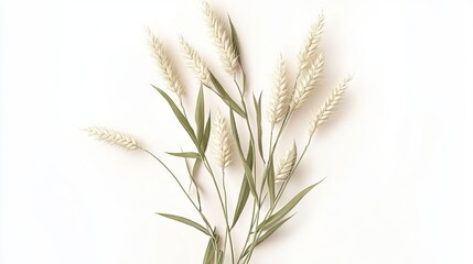 Wheat stalks on white background	