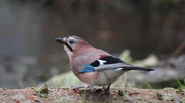 Eichelh&auml;her (Garrulus glandarius)      