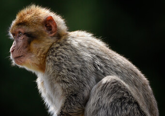 A close up of a juvenile Barbary Macaque (Barbary Ape) 