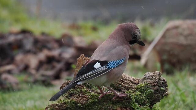 Eichelh&auml;her (Garrulus glandarius)      