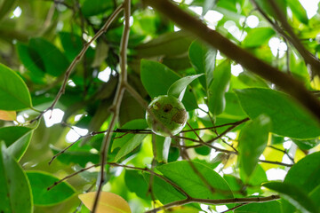 リンゴツバキの実
