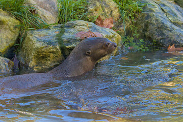 A sleek otter swims through a shallow stream. Its dark fur is wet and shimmering. The otter's head is raised, its eyes alert, as it navigates the water.