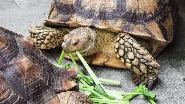 Large brown sea turtle in its natural habitat