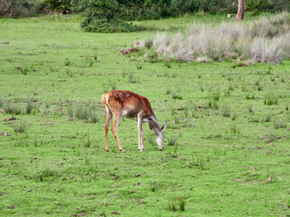 Red Deer. Cervus elaphus. The red deer (Cervus elaphus) is one of the largest deer species. A male red deer is called a stag or hart, and a female is called a doe or hind.