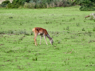 Red Deer. Cervus elaphus. The red deer (Cervus elaphus) is one of the largest deer species. A male red deer is called a stag or hart, and a female is called a doe or hind.