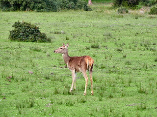 Red Deer. Cervus elaphus. The red deer (Cervus elaphus) is one of the largest deer species. A male red deer is called a stag or hart, and a female is called a doe or hind.