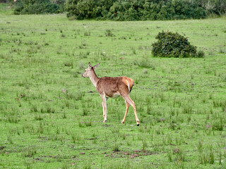 Red Deer. Cervus elaphus. The red deer (Cervus elaphus) is one of the largest deer species. A male red deer is called a stag or hart, and a female is called a doe or hind.