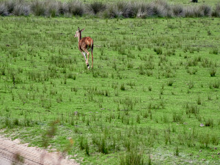 Red Deer. Cervus elaphus. The red deer (Cervus elaphus) is one of the largest deer species. A male red deer is called a stag or hart, and a female is called a doe or hind.