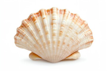 Fototapeta premium A large, white shell with a brown center