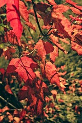 Autumnal foliage. Fall season. Autumn leaves, gold and red leaves of autumn background. Maple leaves. Colorful autumn leaves. natural background. Falling autumn. Light sunny day.