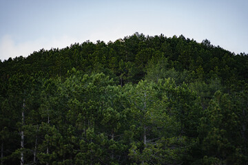 View of dense green spruce forest. The edge of a forest with coniferous trees. Nature background.
