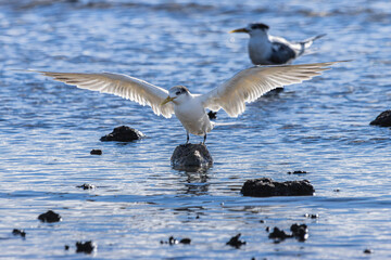 A Tern standing on a rock at low tide with wings spread