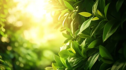 Radiant Sunlight Illuminates Lush Green Foliage - A Breathtaking Nature Scene