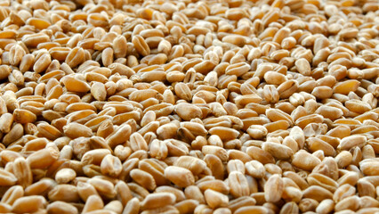 Whole wheat grain texture background. Whole triticale grain texture background. Food ingredient. Background of dry wheat and triticale grain, top view.