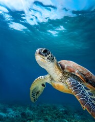 A green sea turtle gracefully swims through the vibrant coral reef. The underwater scene is beautifully lit, showcasing the turtle's intricate shell and the surrounding ocean.