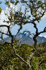 tree in the forest with mountain view