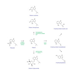 Diagram showing metabolism and biotransformation of Psilocybin into Psilocin and other metabolites. Schematic scientific illustration, skeletal structure.