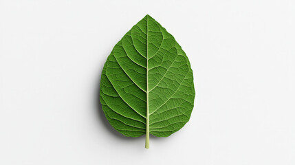 Fototapeta premium Single Green Leaf: Fresh, vibrant, and full of life, this single green leaf stands out against a clean, minimalist background. A symbol of nature's beauty and resilience.