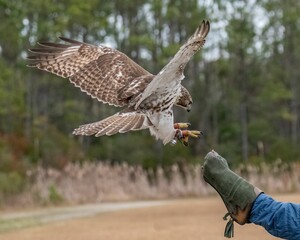 Hawk landing on falconer's glove