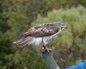 Falcon perched on a gloved hand in nature.