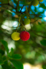 Arbutus unedo, Red and Yellow Arbutus Fruit):
A vibrant photograph showcasing two arbutus (strawberry tree) fruits at different stages of ripeness—one bright red and the other yellow