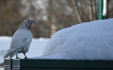Rare White Raven in the Snow
