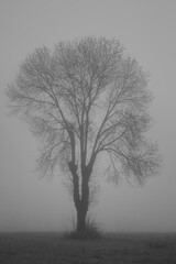 Arbre dans la brume Ardèche France