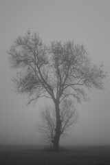 Arbre dans la brume Ardèche France