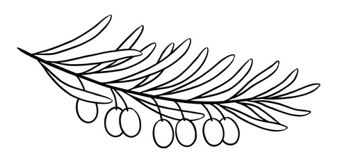 Fototapeta premium Hand-drawn olive branch with fruit