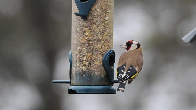 Stieglitz&nbsp;(Carduelis carduelis)          
