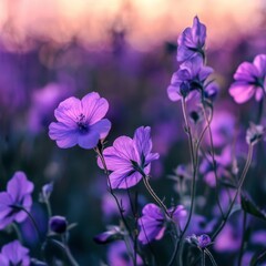 Fototapeta premium Purple bloom in the field