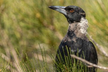 Portrait of an Australian Magpie