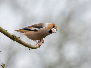 Kernbeißer (Coccothraustes coccothraustes)     