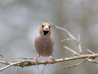 Kernbeißer (Coccothraustes coccothraustes)     